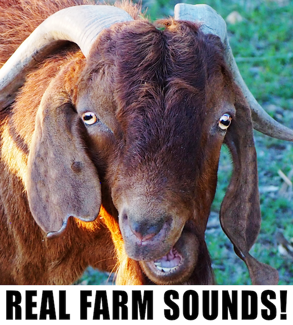 REAL FARM SOUNDS | FARM ANIMAL RING TONES | SCREAMING GOAT RINGTONE ...